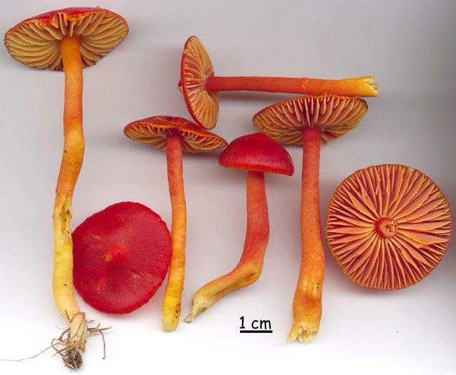 Hygrocybe coccinea